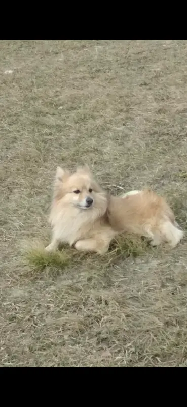 Щенки шпица - Вся Беларусь - 239671 - Доска объявлений Kupika.by - Фото 9