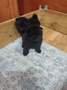 Мальчики черного померанского шпица