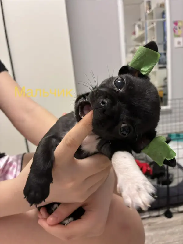 Чихуахуа щенки - Вся Беларусь - 240277 - Доска объявлений Kupika.by - Фото 6