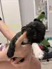 Чихуахуа щенки - Вся Беларусь - 240277 - Доска объявлений Kupika.by - Фото 6