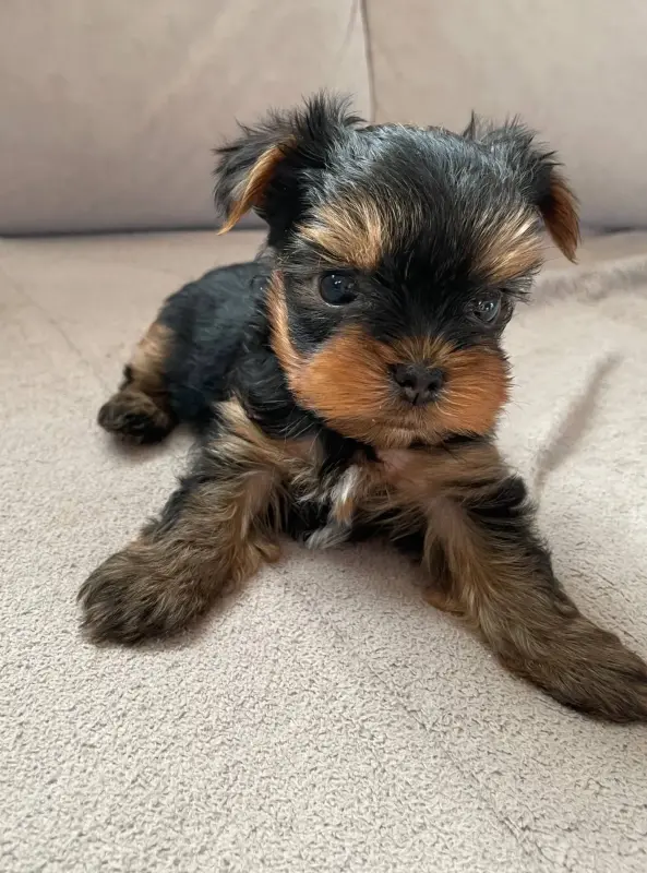 Йоркширский терьер