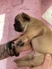 Срочно! Щенки французского бульдога - Вся Беларусь - 240832 - Доска объявлений Kupika.by - Фото 8