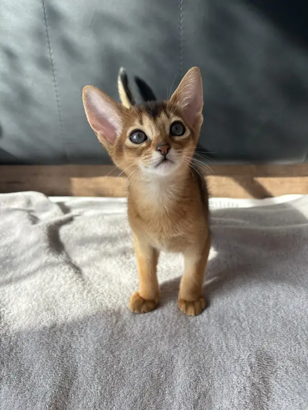 Абиссинские котята