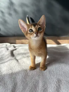 Абиссинские котята