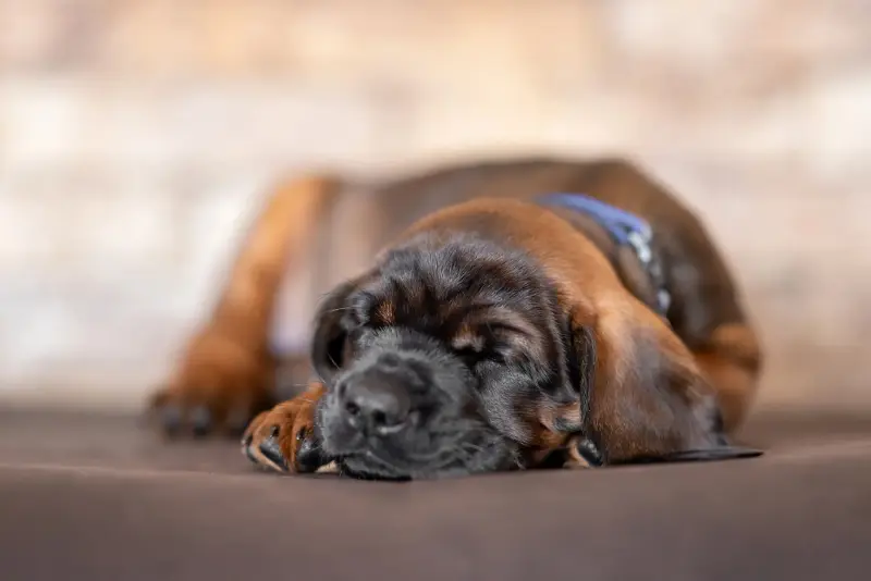 Продажа щенков баварской горной гончей - Шерешево - 237714 - Доска объявлений Kupika.by - Фото 6