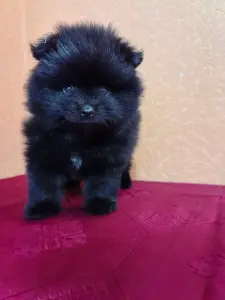 Померанский шпиц мальчик