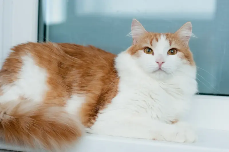 Алисей - кот из сказки - Вся Беларусь - 241954 - Доска объявлений Kupika.by - Фото 2