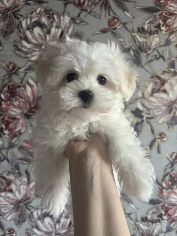 Мальтийская болонка