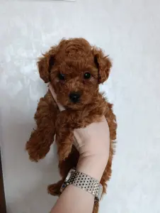 Щенок той-пудель мальчик