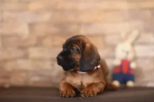 Продажа щенков баварской горной гончей