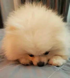 Щенок шпица