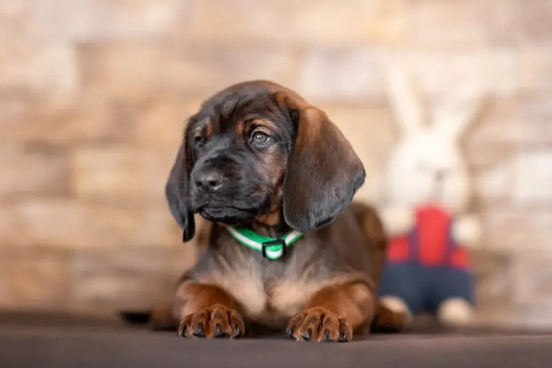 Продажа щенков баварской горной гончей - Шерешево - 237714 - Доска объявлений Kupika.by - Фото 7