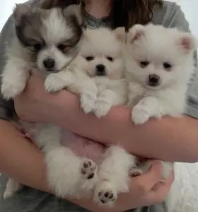 Померанский шпиц