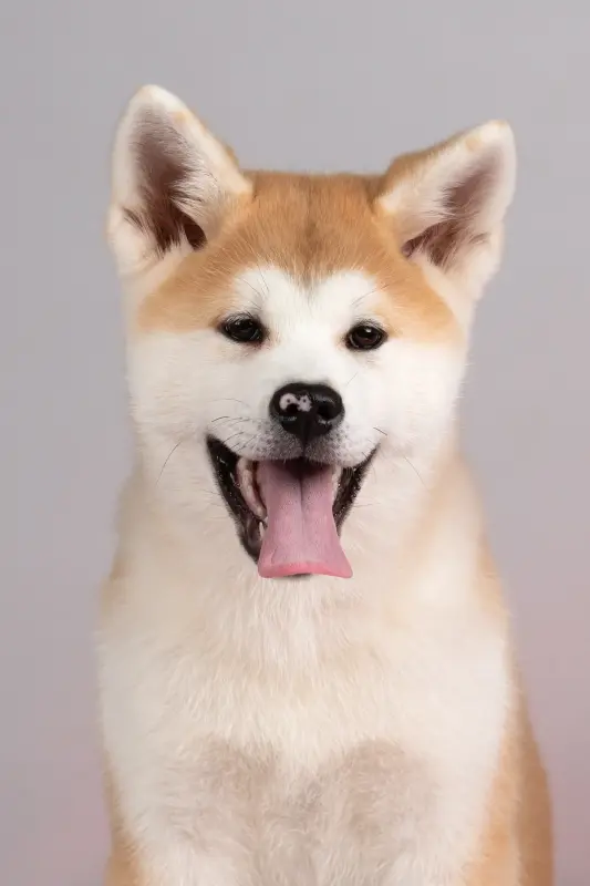 Собаки - Мимишная девочка акита ину - Вся Беларусь - Фото 2 Мимишная девочка акита ину - Вся Беларусь - 239044 - Доска объявлений Kupika.by - Фото 2