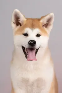 Мимишная девочка акита ину