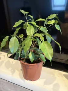 Комнатные цветы