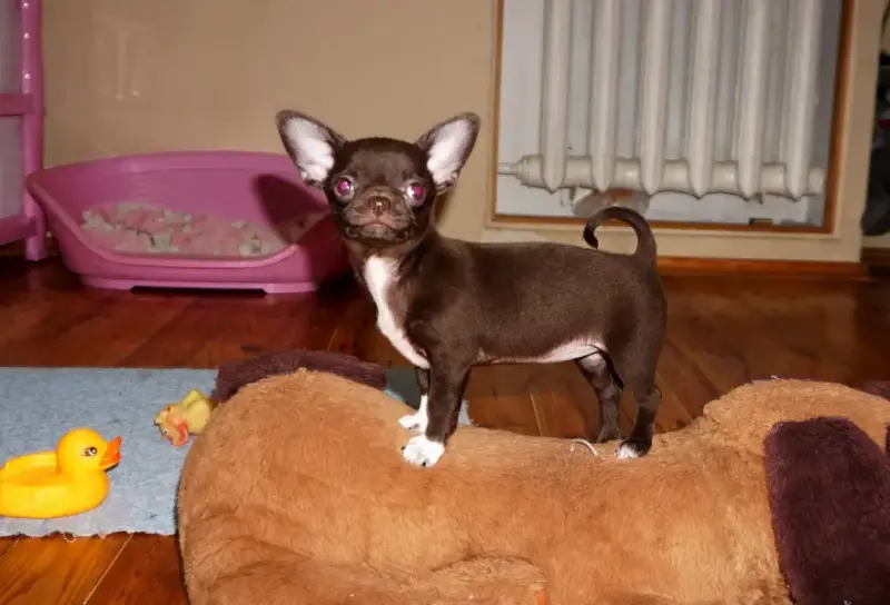 Шоколадная девочка и много других щенков - Вся Беларусь - 240850 - Доска объявлений Kupika.by - Фото 2