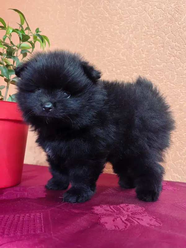 Мальчик померанский шпиц.