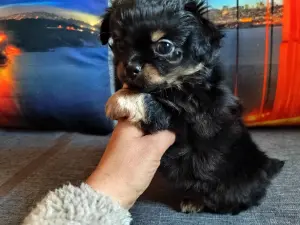 Чихуахуа детишки веселые мальчишки