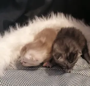 Котята шотландские вислоухие