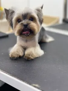 Щенки Йорка и бивер Йорка доставка рб