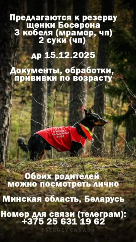 Щенки Босерона (французская овчарка)