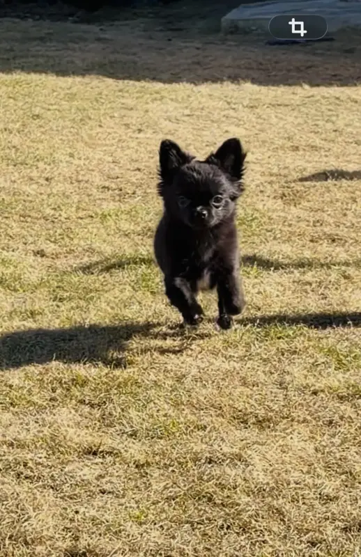 Чихуахуа - Вся Беларусь - 240265 - Доска объявлений Kupika.by - Фото 3