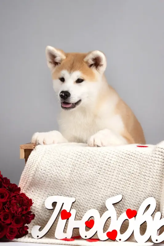 Собаки - Мимишная девочка акита ину - Вся Беларусь - Фото 5 Мимишная девочка акита ину - Вся Беларусь - 239044 - Доска объявлений Kupika.by - Фото 5