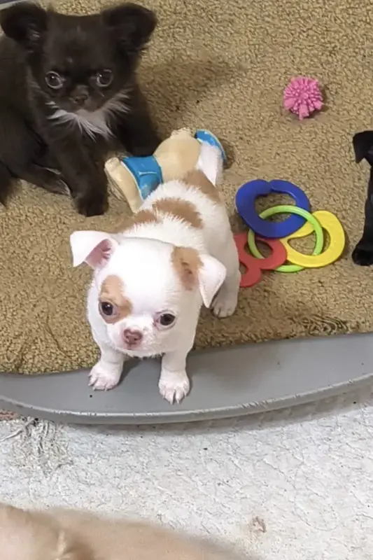 Собаки - Чихуахуа шикарный мальчик и много разных щенков - Вся Беларусь - Фото 7 Чихуахуа шикарный мальчик и много разных щенков - Вся Беларусь - 240848 - Доска объявлений Kupika.by - Фото 7