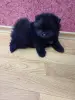 Собаки - Мальчик померанский шпиц - Вся Беларусь - Фото 4 Мальчик померанский шпиц - Вся Беларусь - 241522 - Доска объявлений Kupika.by - Фото 4