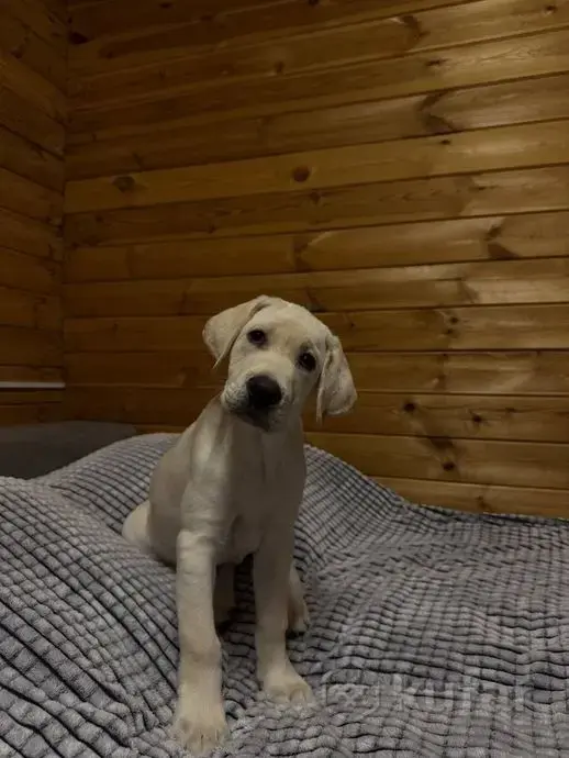 Собаки - Щенок лабрадора - Вся Беларусь - Фото 4 Щенок лабрадора - Вся Беларусь - 241879 - Доска объявлений Kupika.by - Фото 4