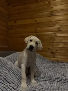 Щенок лабрадора