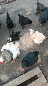 Продам куриное яйцо на инкубацию