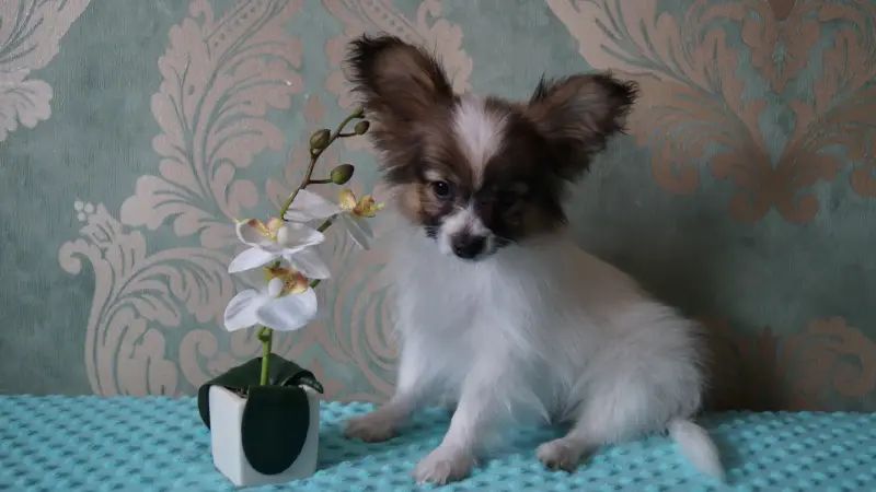 Собаки - Щенки папильона - Вся Беларусь - Фото 5 Щенки папильона - Вся Беларусь - 240801 - Доска объявлений Kupika.by - Фото 5