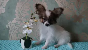 Щенки папильона