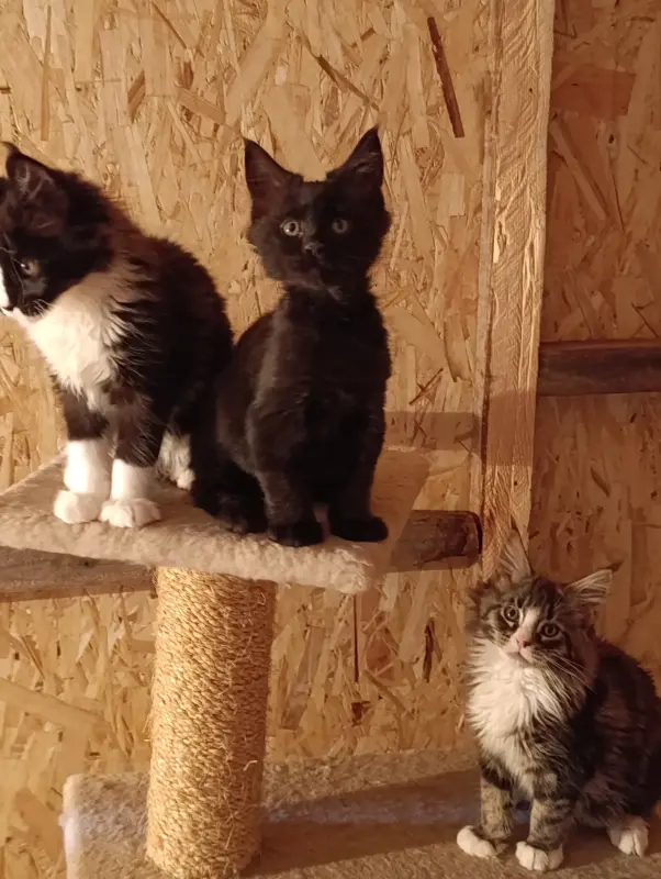 Мейн-кун котята - Вся Беларусь - 239296 - Доска объявлений Kupika.by - Фото 2