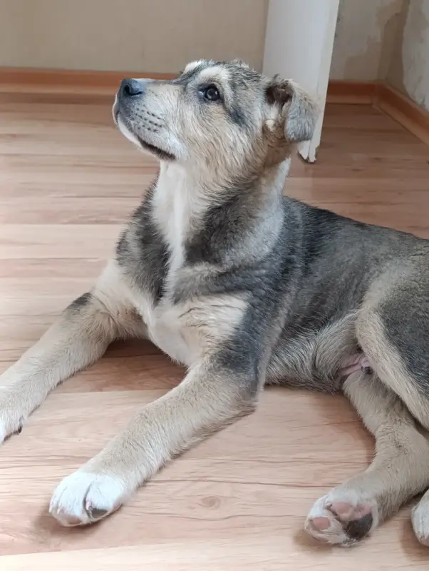 Щенок - Вся Беларусь - 238995 - Доска объявлений Kupika.by - Фото 3