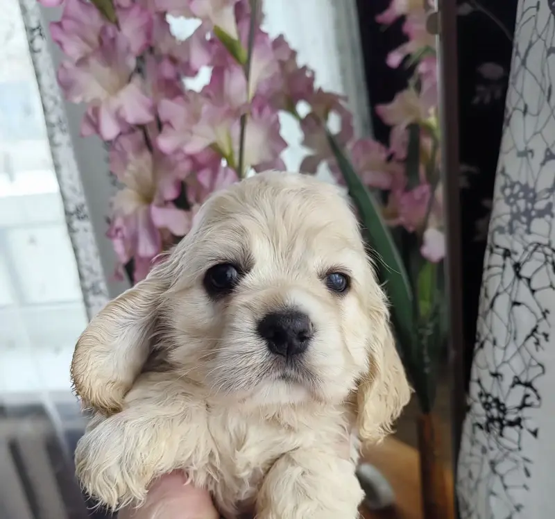 Американский Кокер спаниель доставка