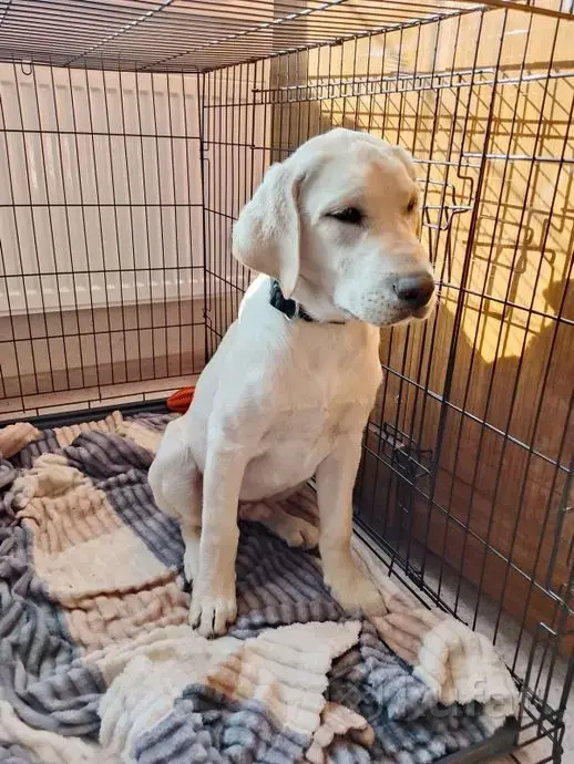 Собаки - Щенок лабрадора - Вся Беларусь - Фото 2 Щенок лабрадора - Вся Беларусь - 241879 - Доска объявлений Kupika.by - Фото 2