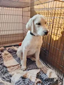 Щенок лабрадора