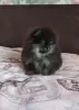Собаки - Померанский шпиц щенки мини мишка - Вся Беларусь - Фото 4 Померанский шпиц щенки мини мишка - Вся Беларусь - 241570 - Доска объявлений Kupika.by - Фото 4