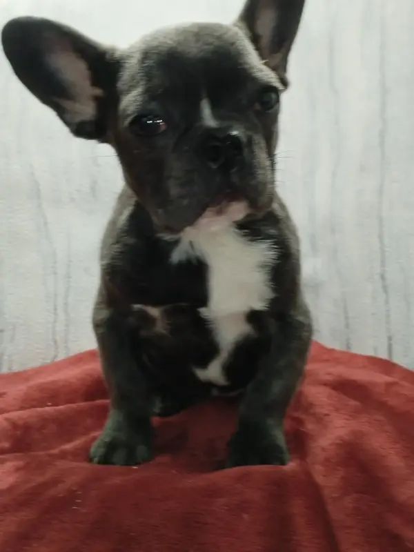 Французский бульдог девочка голубого окраса