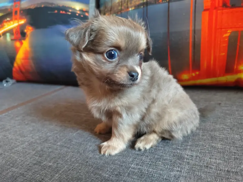 Чихуахуа детишки веселые мальчишки - Вся Беларусь - 239822 - Доска объявлений Kupika.by - Фото 5