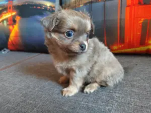 Чихуахуа детишки веселые мальчишки