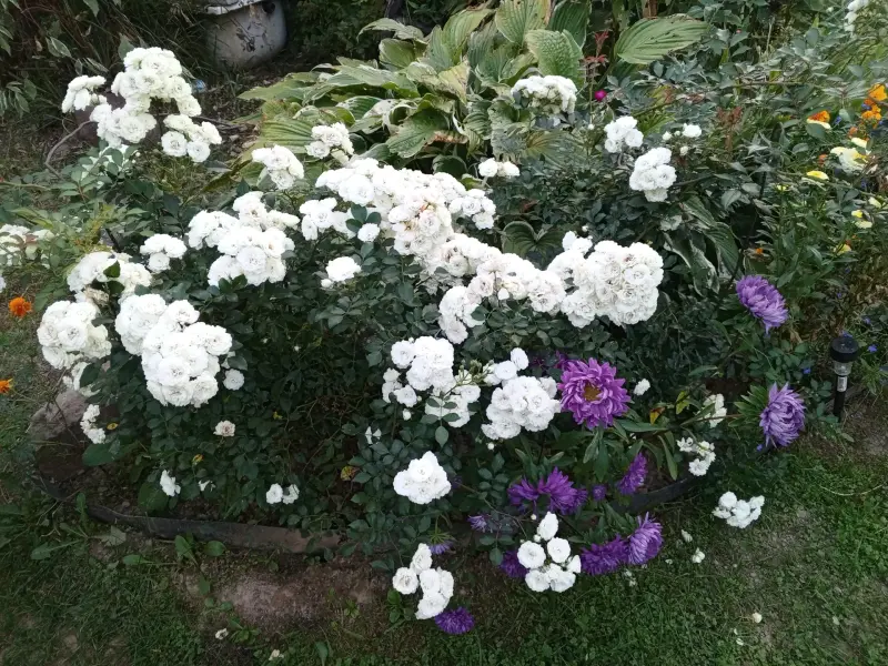 Цветы, рассада перца, кустарники - Вся Беларусь - 241440 - Доска объявлений Kupika.by - Фото 11