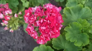 Герань розебудная,- молодой кустик