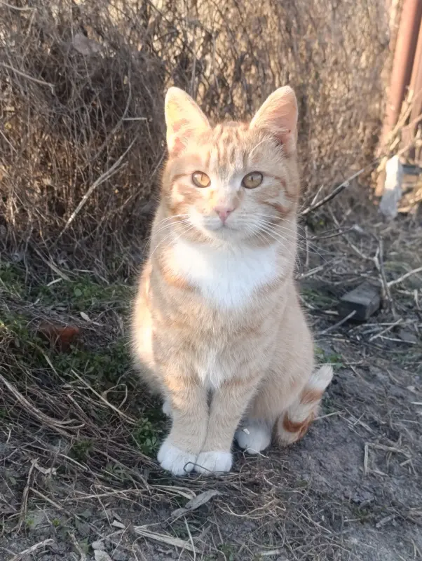 Котики-рыжики