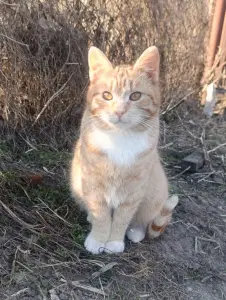 Котики-рыжики