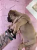 Срочно! Щенки французского бульдога - Вся Беларусь - 240832 - Доска объявлений Kupika.by - Фото 9