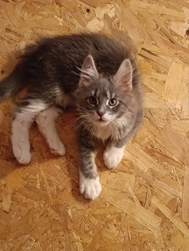 Мейн-кун котята